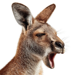 PNG of Sleepy kangaroo yawning, captured up close in high detail.