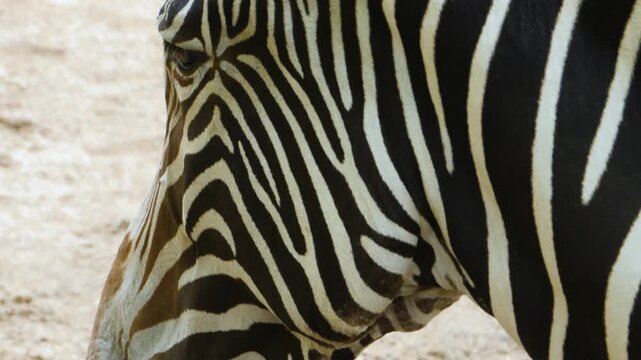 Close up of a zebra head standing and looking around on a sunny day