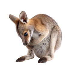 PNG of A young kangaroo grooming itself in a playful stance, showcasing its soft fur and curious eyes.