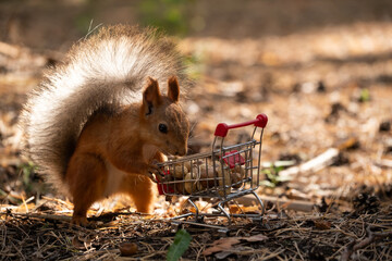 A red squirrel holds food in a miniature shopping cart. The scene is set in a forest with fallen leaves and soft sunlight filtering through the trees.