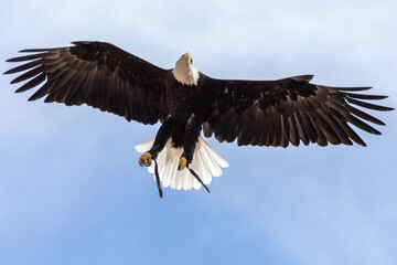 Bald eagles in captivity are typically non-releasable rescue birds. Haliaeetus leucocephalus, the national emblem of the United States since 1782. Identifiable by their striking white head, brown body