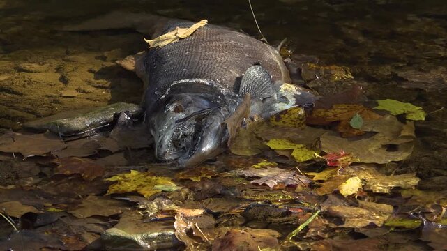 Decomposing Salmon carcass being eaten by maggots and flies on a the wet shore of a creek. Showing jagged teeth and decayed flesh among fallen leaves during the Autumn Salmon run.