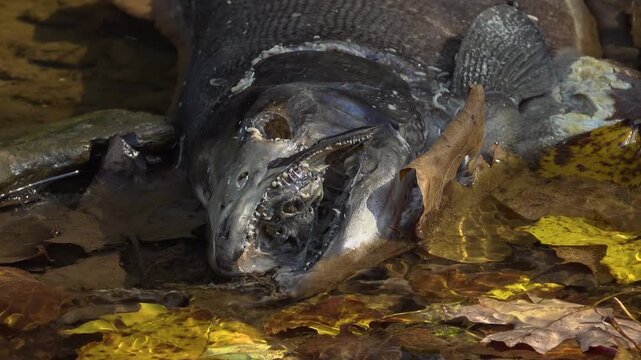Close-up of a decomposing Salmon carcass being eaten by maggots and flies on a the wet shore of a creek. Showing jagged teeth and decayed flesh among fallen leaves during the Autumn Salmon run.