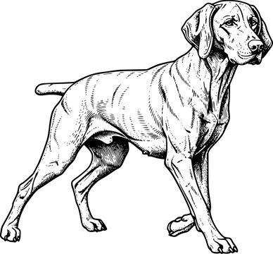 Engraved Illustration of a Vizsla Dog, Sporting Breed in Detaile

