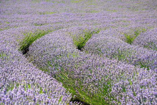 field of lavender 3