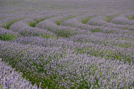 field of lavender 4