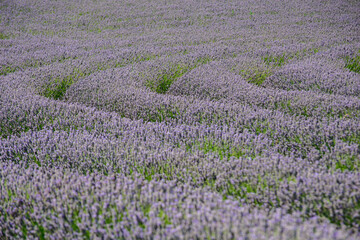 Fototapeta premium field of lavender 6