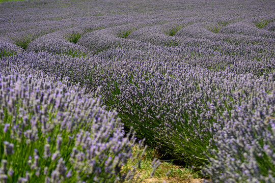 field of lavender 5