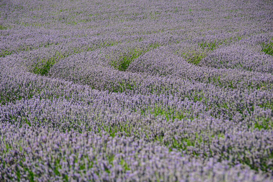 field of lavender 6
