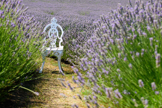 lavender in the field