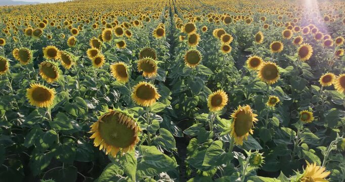 Beautiful yellow sunset over sunflower agriculture field