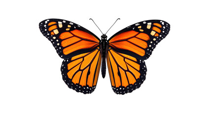Monarch butterfly, wings spread wide, orange and black pattern, isolated on black