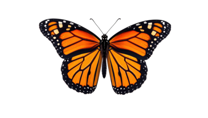 Monarch butterfly, wings spread wide, orange and black pattern, isolated on black