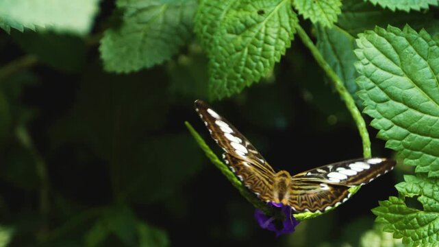 Close up of a clipper butterfly sitting on a vlower on a sunny day