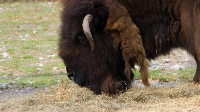 Cloce up bison head on. a meadow eating hey on a sunny day