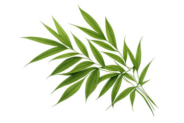 Obraz premium Bamboo leafy branch with fresh tropical green foliage, creating a botanical and natural decorative element on transparent background