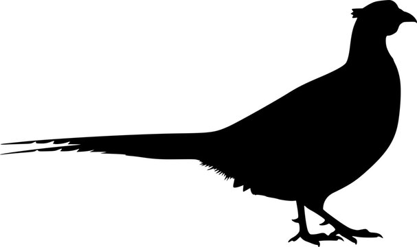 pheasant silhouette line art vector illustration with a white background
