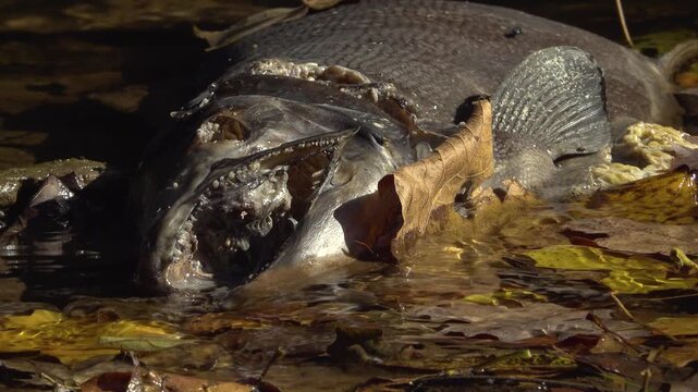 Close-up of a decomposing Salmon carcass being eaten by maggots and flies on a the wet shore of a creek. Showing jagged teeth and decayed flesh among fallen leaves during the Autumn Salmon run.