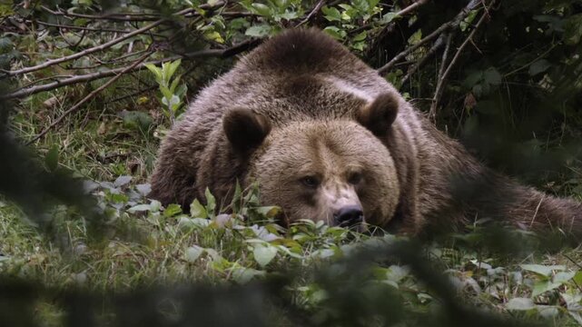 A bear can be seen resting on the ground in the Bavarian Forest National Park. The animal is surrounded by greenery and appears to be in a natural setting.
