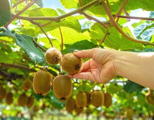 A hand carefully picks ripe kiwi fruit from a vibrant vine in a sunny orchard. This image captures the essence of organic agriculture, ideal for food, health, and wellness branding.