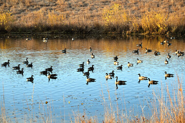 Geese on the Pond