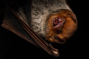 Bat showing teeth close up on dark background