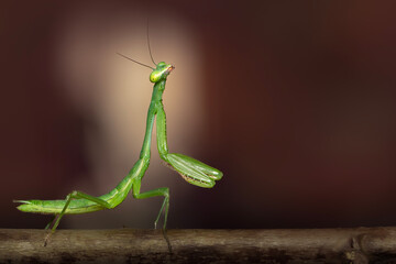 Green praying mantis perched on plant stem on dark background