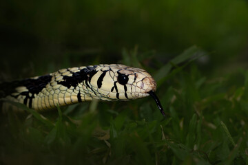 Fototapeta premium Portrait of a snake in Costa Rica, light blurred background, detailed wildlife photography