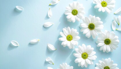 White daisies with yellow centers scattered on a light blue surface with loose petals