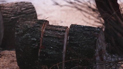 Lumberjack woodcutter with chainsaw in uniform cutting a massive tree in the winter forest, logger sawing and chopping firewood timber tree trunk on sawmill, lumberman at work, sawdust and woodchips
