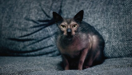 Werewolf cat sitting on a gray sofa and looking curious at camera. Panoramic image with copy space.	