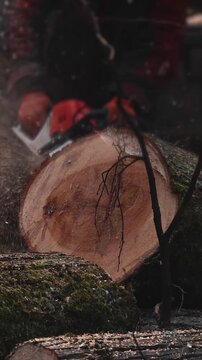 Lumberjack woodcutter with chainsaw in uniform cutting a massive tree in the winter forest, logger sawing and chopping firewood timber tree trunk on sawmill, lumberman at work, sawdust and woodchips
