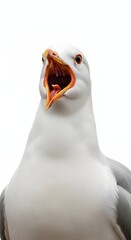 Close-up portrait of a wild seagull mid-squawk, with its beak wide open, expressing a loud, vibrant call against a clean white background, capturing the raw energy of coastal wildlife