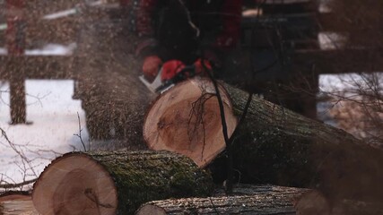 Lumberjack woodcutter with chainsaw in uniform cutting a massive tree in the winter forest, logger sawing and chopping firewood timber tree trunk on sawmill, lumberman at work, sawdust and woodchips