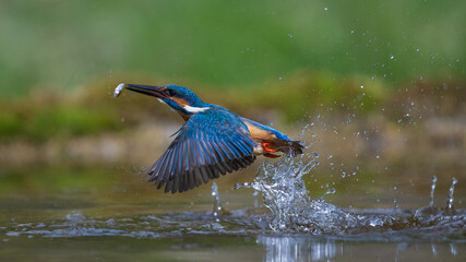 Eisvogel im Flug: Dynamischer Sprung aus dem Wasser / Kingfisher in Action: Diving and Flying Above Water © Christoph