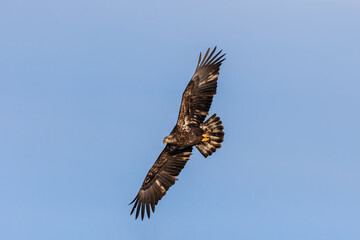 Fototapeta premium 00807-03820 Bald Eagle (Haliaeetus leucocephalus) immature in flight Clinton Co. IL