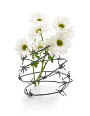 White daisy flowers wrapped in barbed wire isolated on a white background.