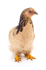 Fototapeta premium Brahma chicken hen standing isolated on a white background.