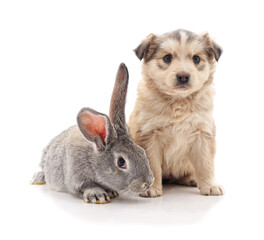 Obraz premium Small puppy and grey rabbit sitting together isolated on a white background.