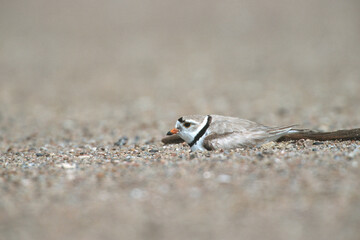 00890-00310 Piping Plover (Charadrius melodus) incubating on sandbar MO River near Yankton, SD