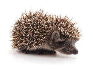 Small wild hedgehog walking isolated on a white background. © voren1