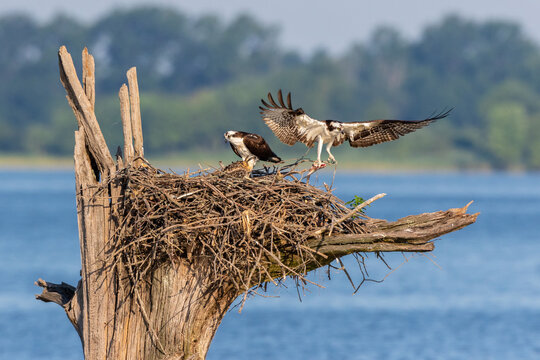 00783-02003 Osprey (Pandion haliaetus) landing at nest Rend Lake Jefferson Co. IL