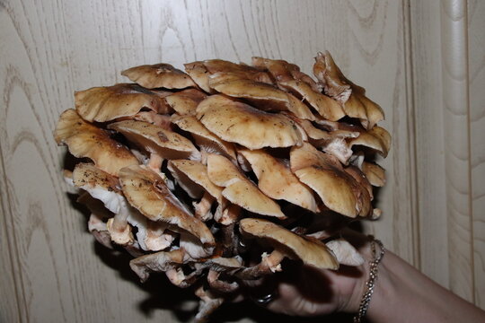 A dense cluster of fresh wild honey mushrooms (Armillaria mellea) held against a light wooden background. The image shows the golden-brown caps and white gills of the fungi, captured after a forest ha