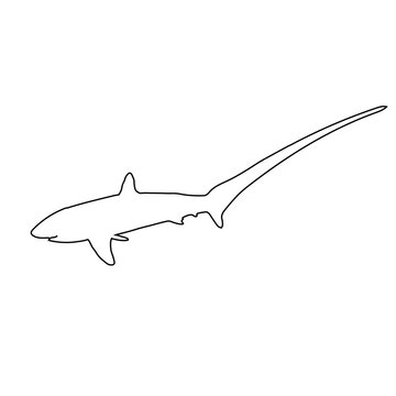 Thresher Shark 2 Vector Line Icon - Editable EPS