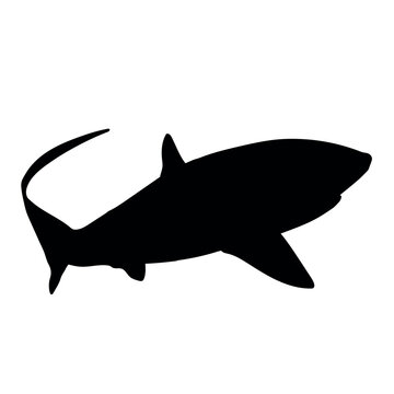 Thresher Shark Vector Silhoutte Black Icon - Editable EPS