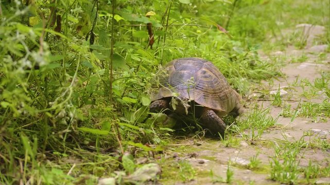 A close-up shot of a wild Mediterranean Spur-Thighed Tortoise (Testudo graeca), also known as the Greek Tortoise, foraging for food among lush green vegetation in its natural habitat within the scenic