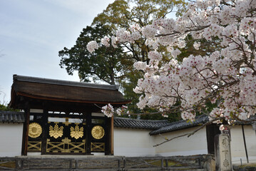 世界遺産醍醐寺　三宝院唐門とさくら(京都市伏見区)