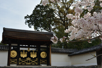 世界遺産醍醐寺　三宝院唐門とさくら(京都市伏見区)