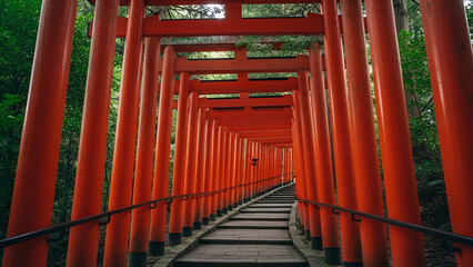 Eye-level shot through bright red Torii gates on stone steps in Japan, flanked by a green cedar forest. A spiritual, cultural journey perfect for travel blogs, mindfulness apps, serene backgrounds,