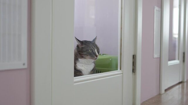 Lonely sad cat in boarding facility waits alone, but missing owners. Pet solitude in cat hotel, animal care, pet waiting, boarding care, owner return, feline comfort, animal hospitality, owner longing